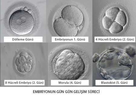 embriyo gelişim aşamaları